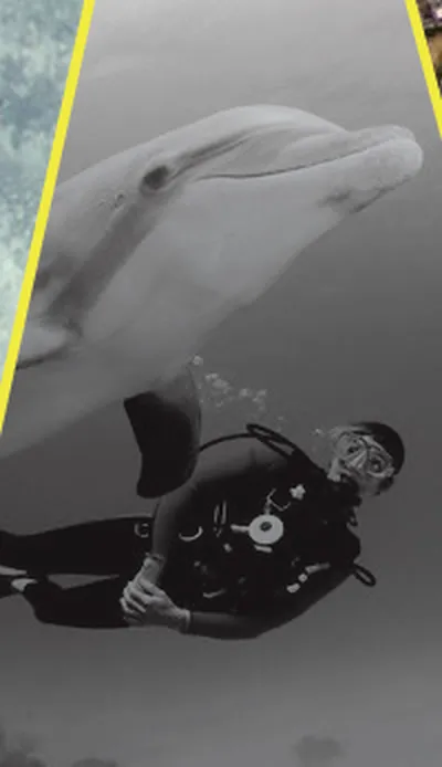 A diver swimming horizontally beneath a dolphin, from the 2012 Face Level flyer